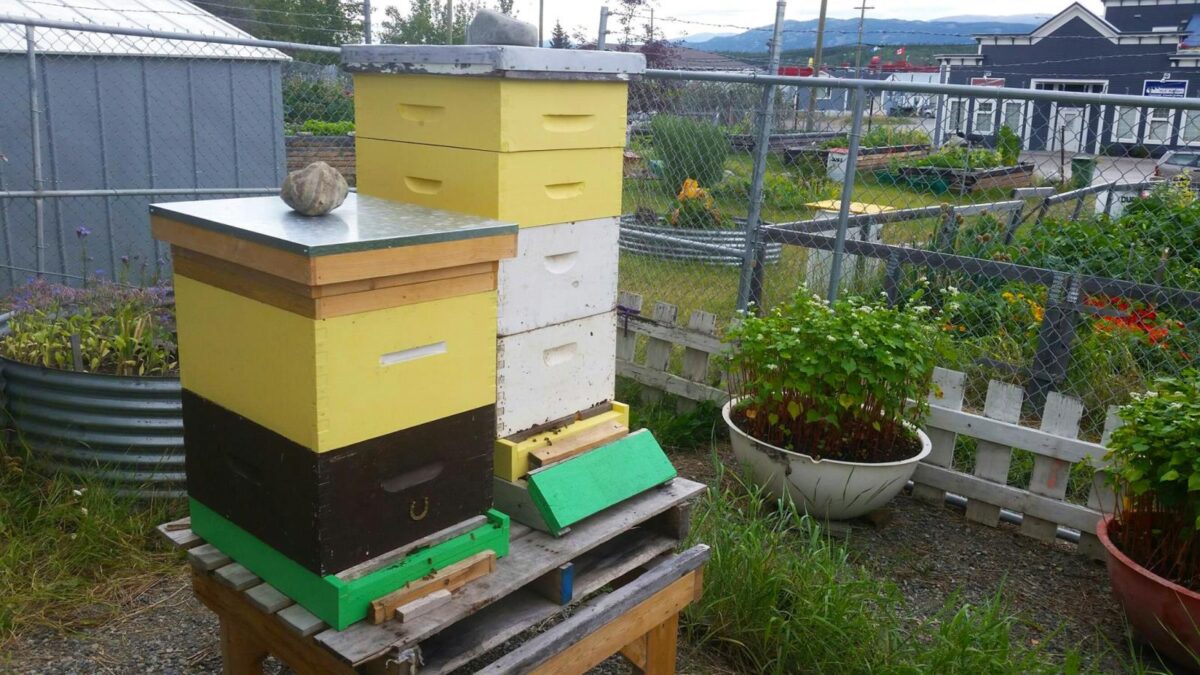 Honey Bees City of Whitehorse