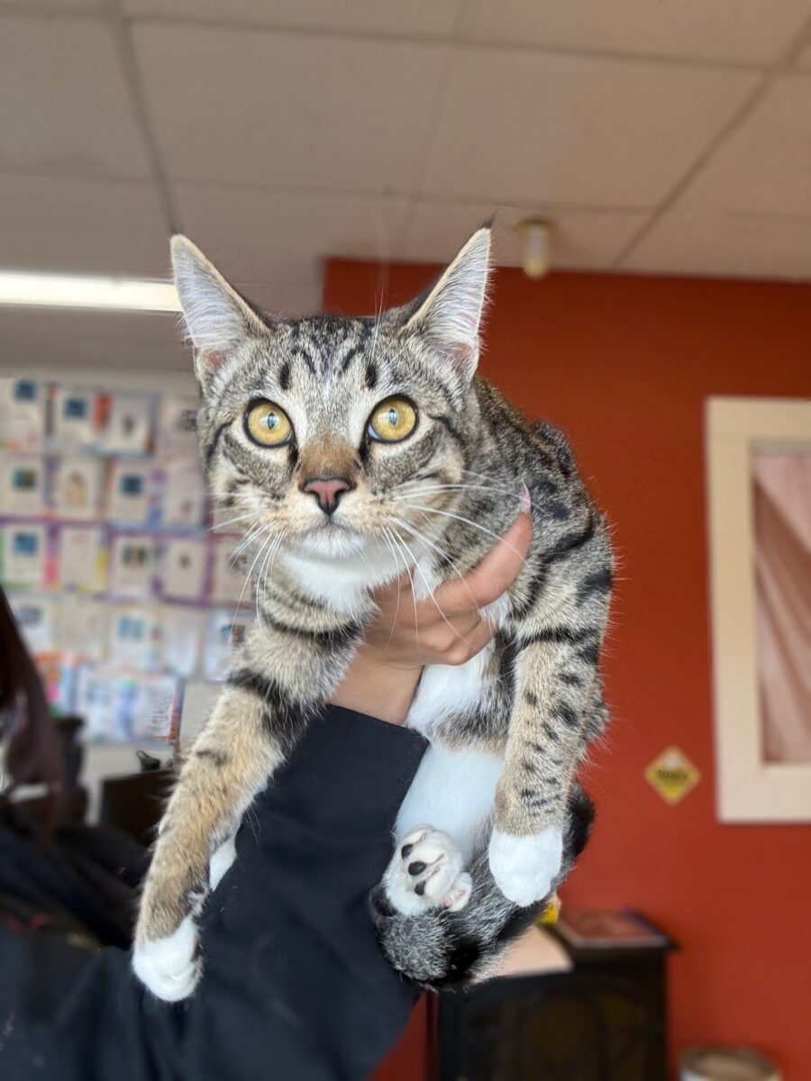Cat at HSY