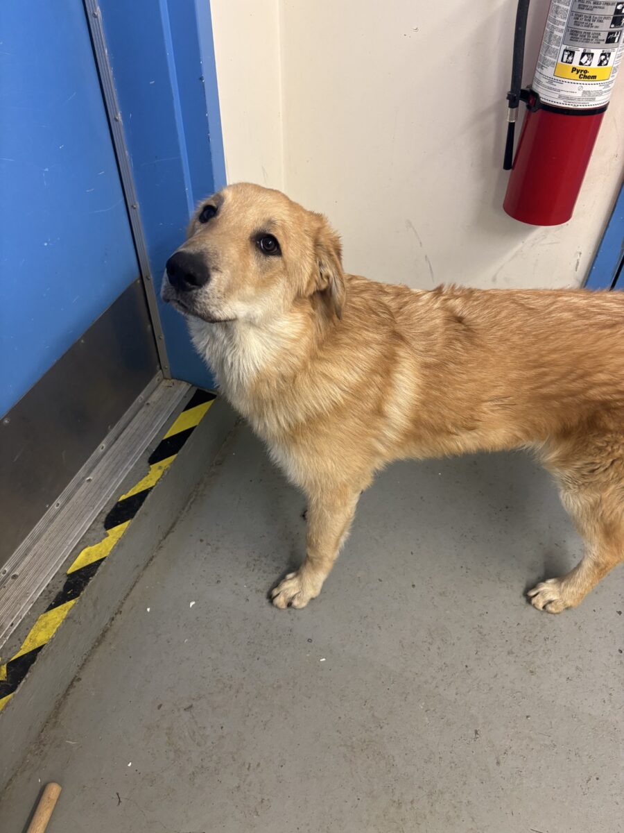 RCMP hold dog