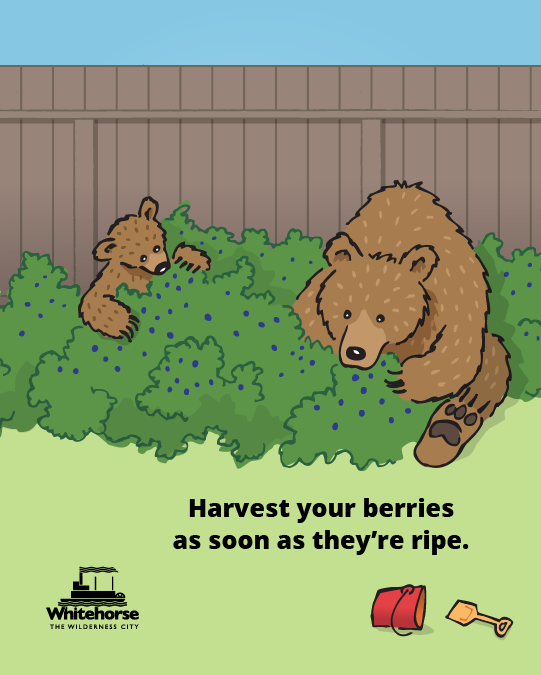 berries