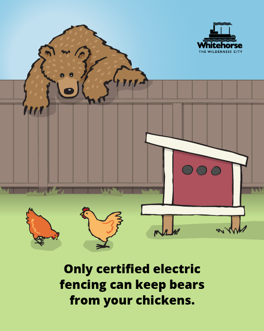 chickens